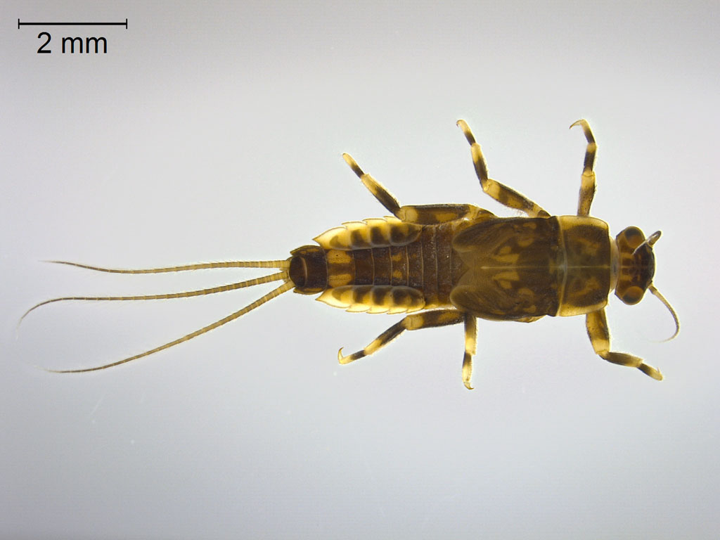 Ephemerella mucronata